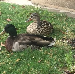 relaxed ducks